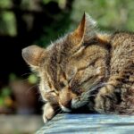 De ultieme gids om katten in 4 stappen uit de tuin te houden